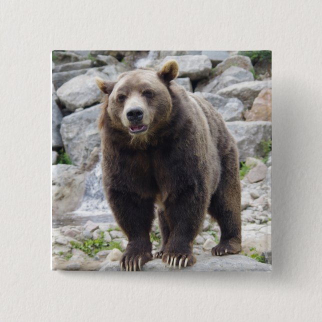 Kodiak bear 2 inch square button (Front)