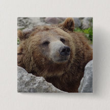 Kodiak Bear