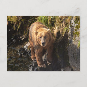 Kodiak Bear at the Frazer Bear Viewing Site Postcard