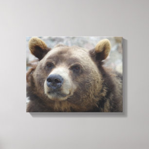 Kodiak Bear Closeup Canvas Print