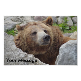 Kodiak Bear Photo Print