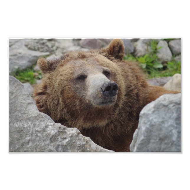 Kodiak Bear Photo Print (Front)