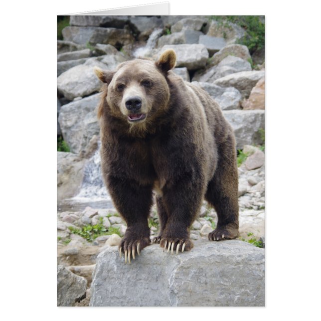 Kodiak bear Standing on a Rock (Front)