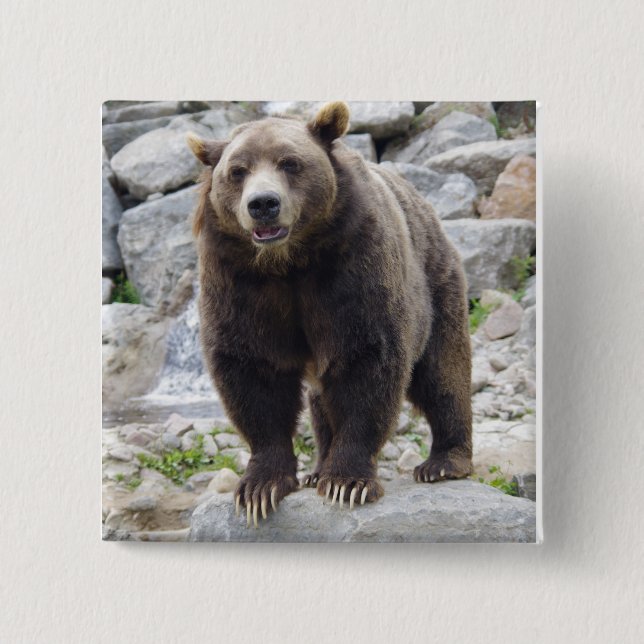 Kodiak Bear Standing on a Rock 2 Inch Square Button (Front)