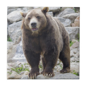 Kodiak Bear Tile
