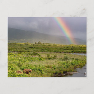 Kodiak Bears Under The Rainbow Postcard