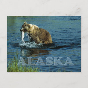 Kodiak brown bear fishing in Alaska Postcard