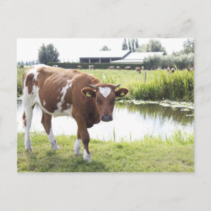 Koe Postcard