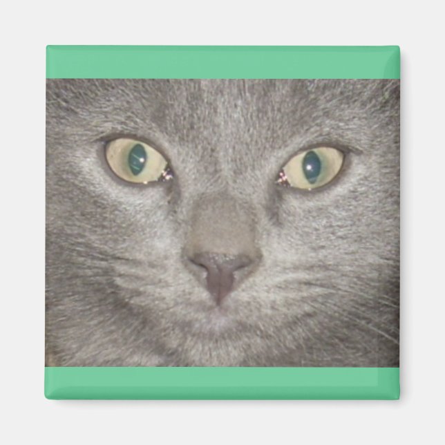 Kohl Grey Kitty Face Magnet (Front)