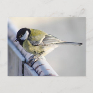 Kohlmeise Postcard