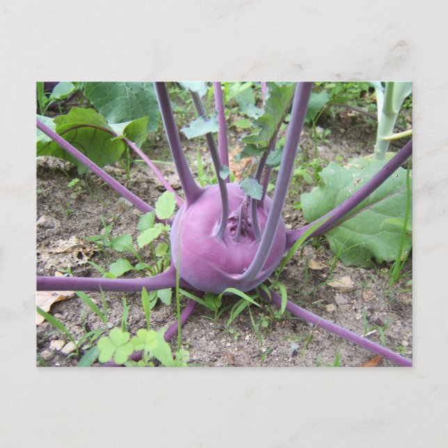 Kohlrabi ~ carte postale (Devant)