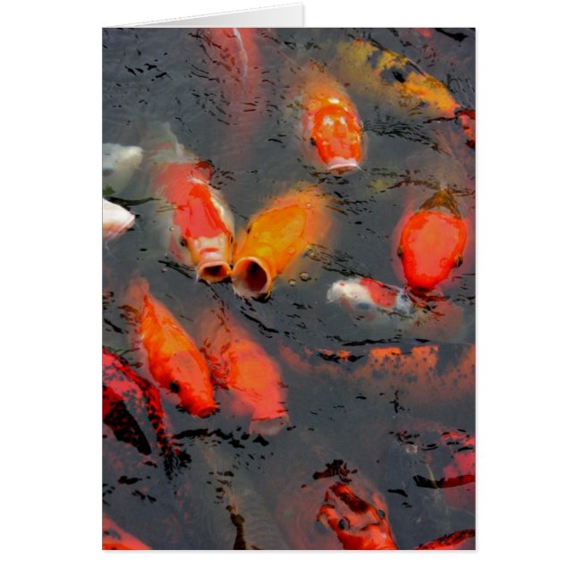 Koi (Front)
