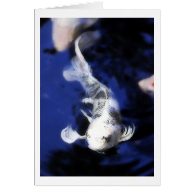 Koi à Hawaii - 7 (Devant)