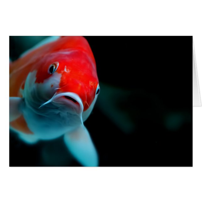 Koi carp (Front Horizontal)