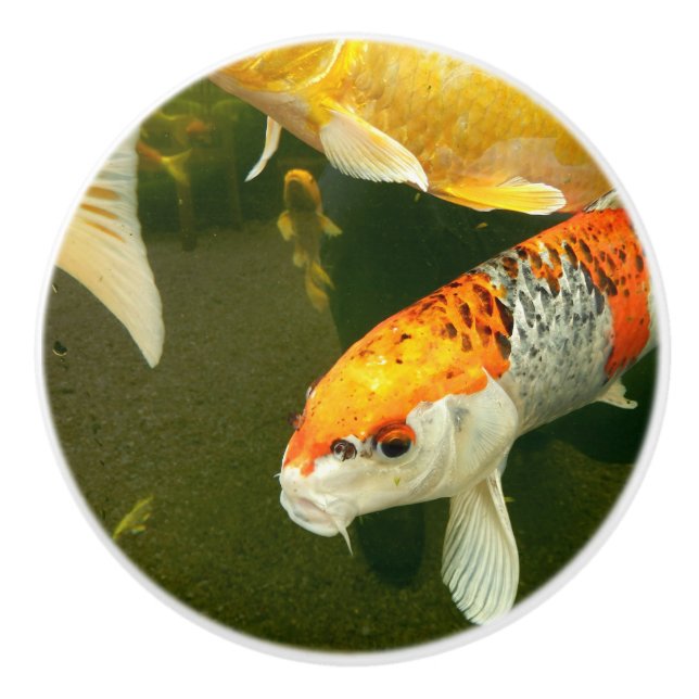 Koi Carp Ceramic Knob (Front)