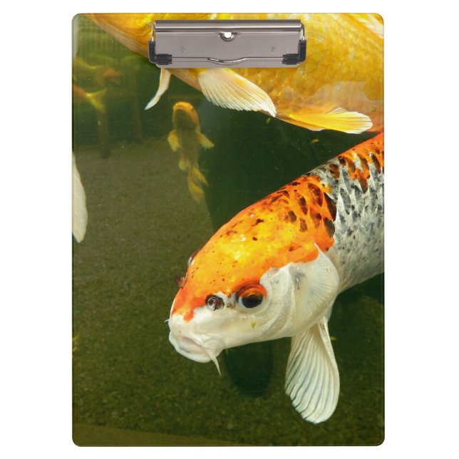 Koi Carp Clipboard (Front)