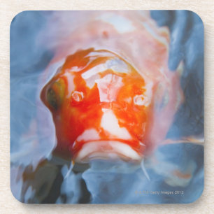 Koi Carp (Cyprinus carpio), Japan Coaster