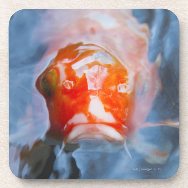 Koi Carp (Cyprinus carpio), Japan Coaster (Front)
