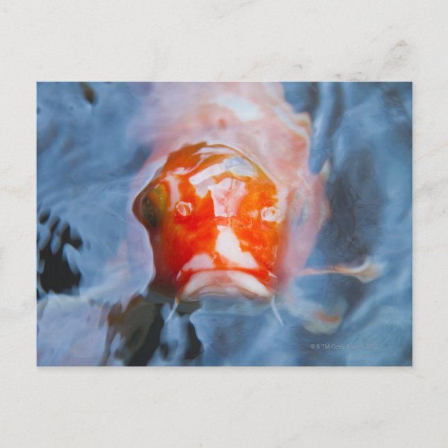 Koi Carp (Cyprinus carpio), Japan Postcard (Front)