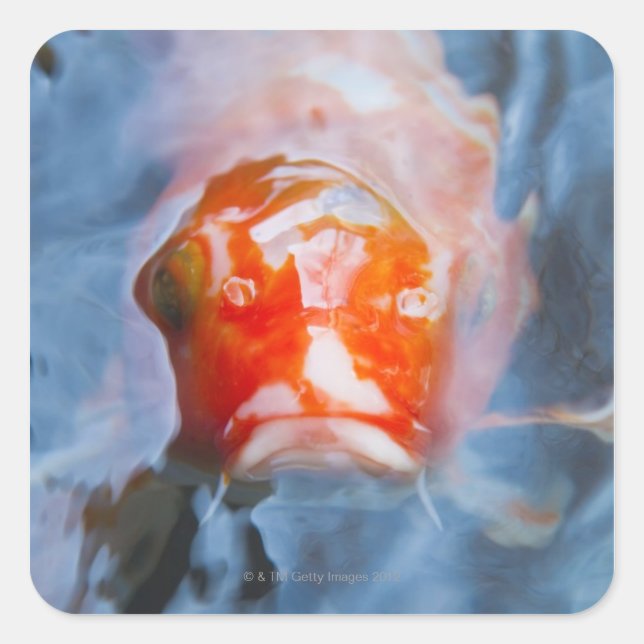 Koi Carp (Cyprinus carpio), Japan Square Sticker (Front)