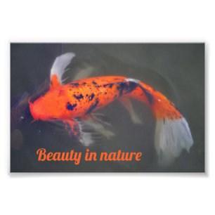 Koi, Carp Fish Photo Print