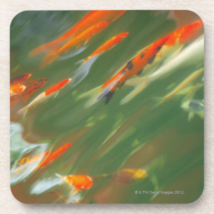 Koi carp fish swimming in a pond coaster