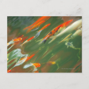 Koi carp fish swimming in a pond postcard