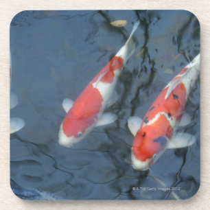 Koi carp in pond, high angle view coaster