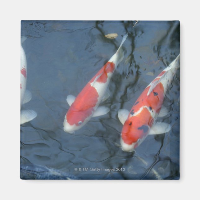 Koi carp in pond, high angle view magnet (Front)
