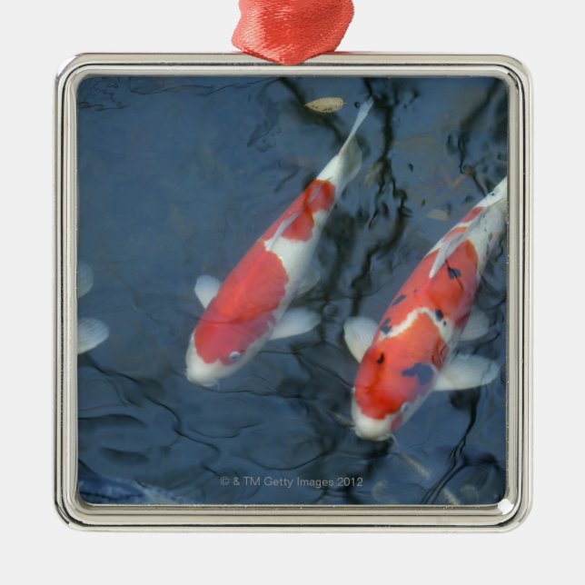 Koi carp in pond, high angle view metal ornament (Front)