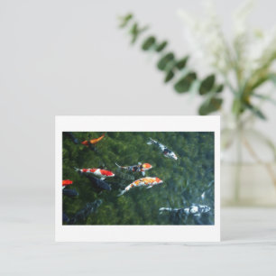 Koi Carp: Japan Postcard