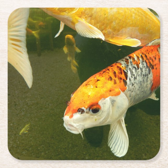 Koi Carp Paper Coaster (Front)