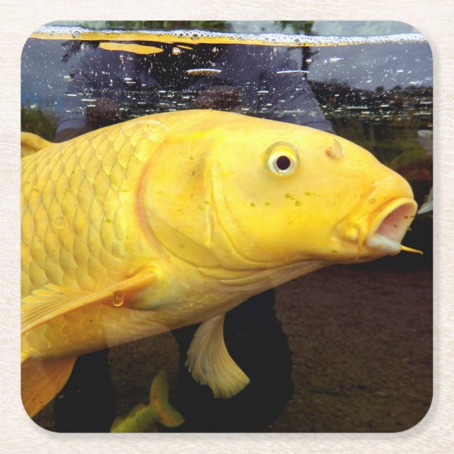 Koi Carp Paper Coaster (Front)