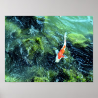 Koi Carp: Tokyo, Japan