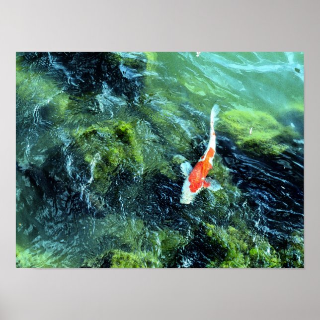 Koi Carp: Tokyo, Japan Poster (Front)