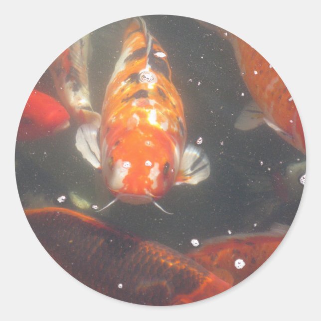 Koi Fish glide among the still green  waters Classic Round Sticker (Front)