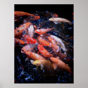 Koi Fish in a Feeding Frenzy, Oahu Poster