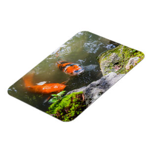 Koi fish in a pond magnet