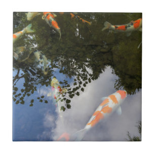 Koi Fish in garden pond with water reflection Tile