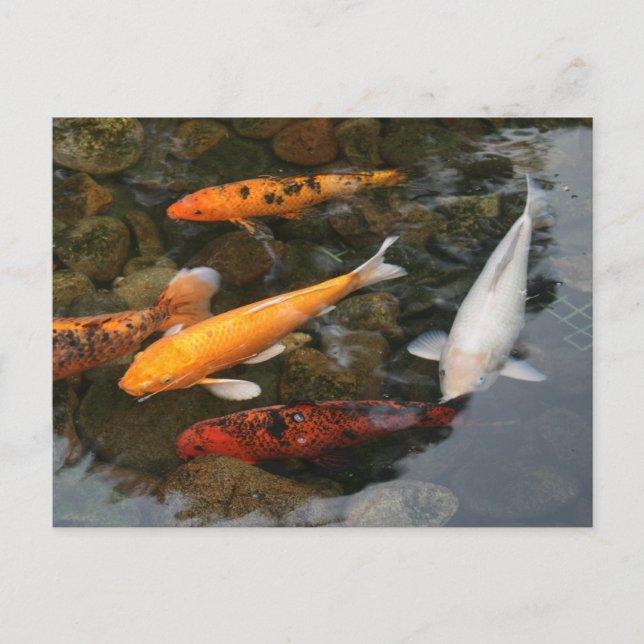 Koi Fish In Pond Photograph Postcard (Front)