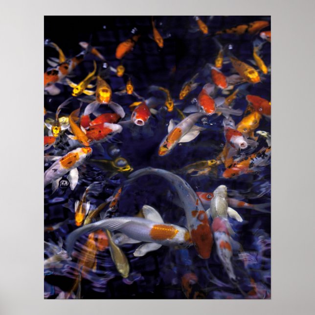 KOI FISH OVER FLOWING POSTER (Front)