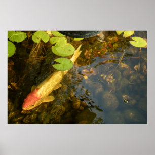 Koi Fish Poster