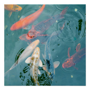Koi Fish Swimming in Pond Poster