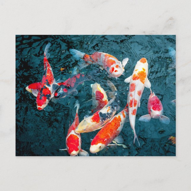 Koi in the Pond of Sensō-ji Postcard (Front)