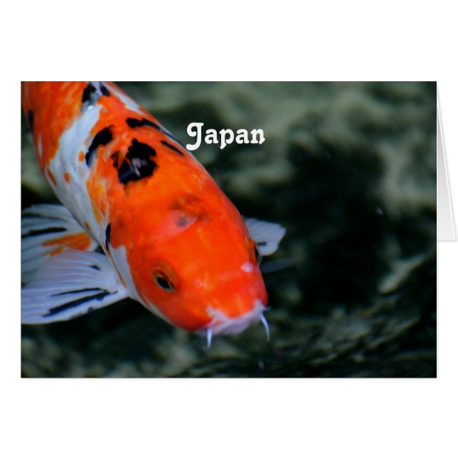 Koi japonais (Devant horizontal)