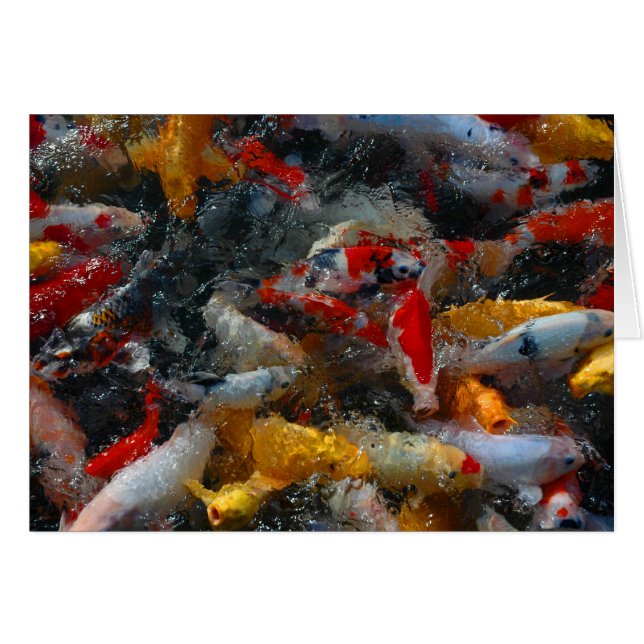 Koi Pond (Front Horizontal)