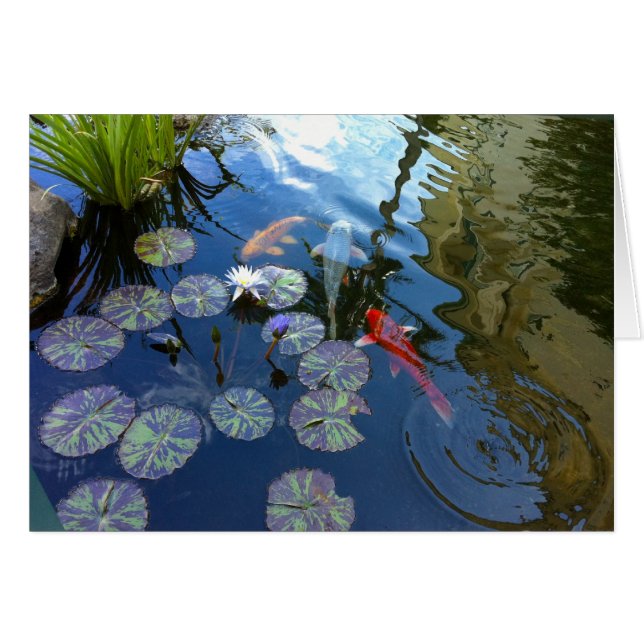 Koi Pond (Front Horizontal)