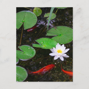 Koi Pond Postcard