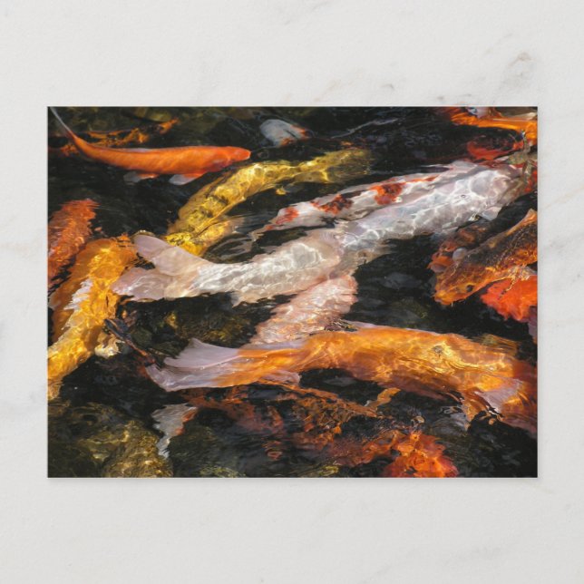 Koi Postcard (Front)