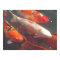 Koi Poster